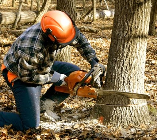 Tree Removal in Scott Air Force Base, IL